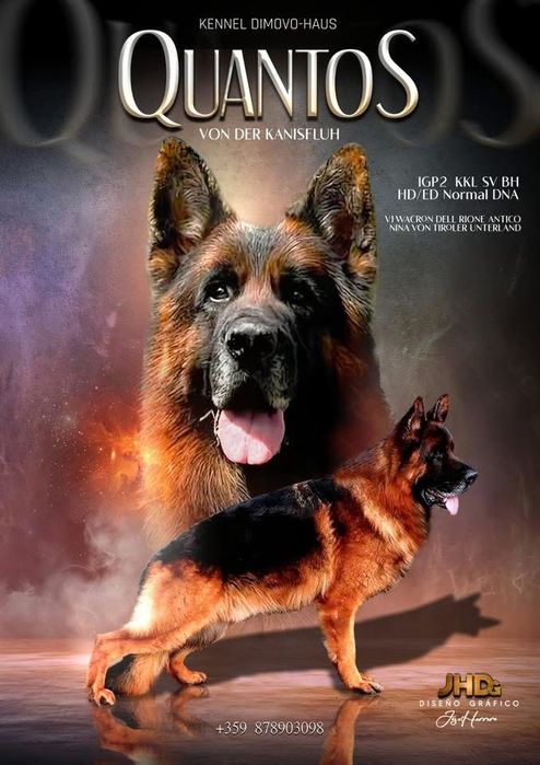 Немски овчарки с родословие