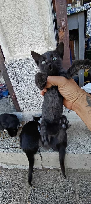 Подарява котенце