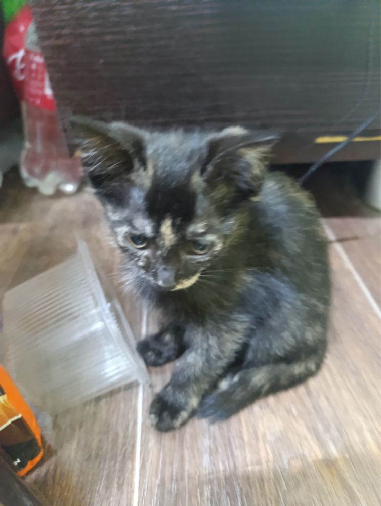 Отдам 2 котят бесплатно