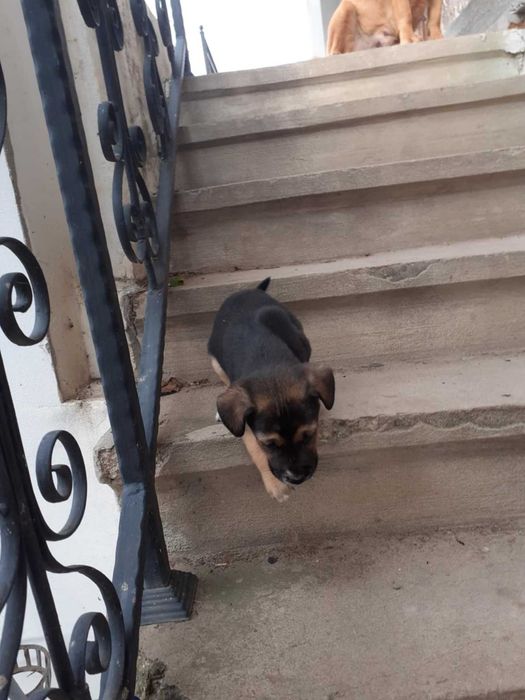 Подарявам малко сладко кученце.