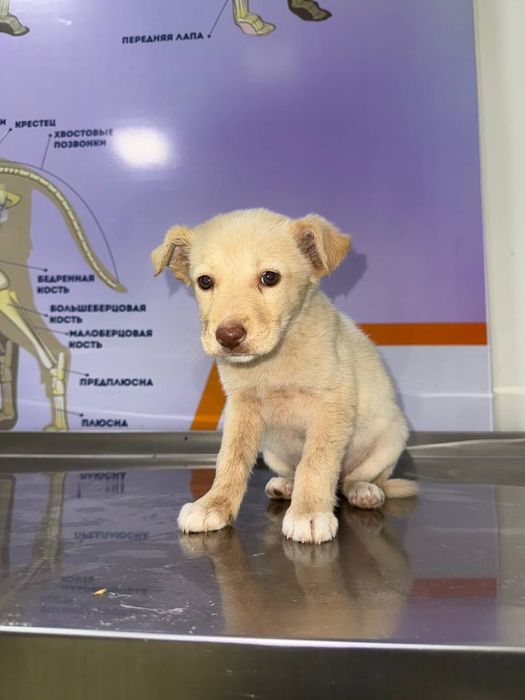 Отдаются в добрые руки белоснежные щенки