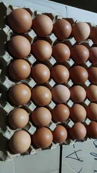 Инкубационный яицо Ломанн Браун