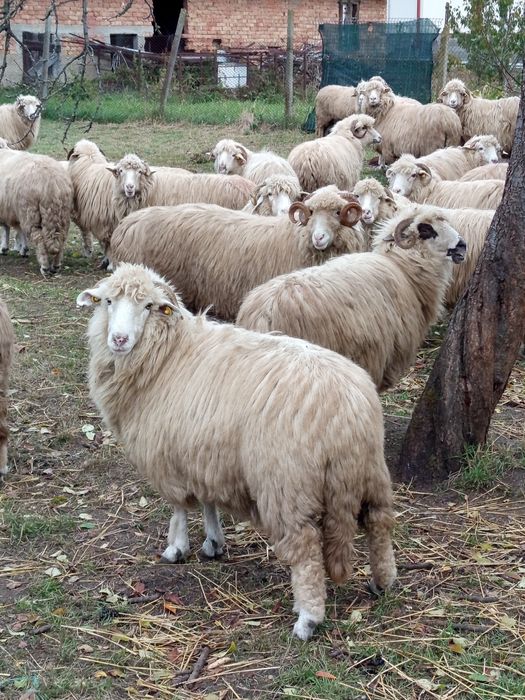 De vânzare 20 oi . Preț 1000 lei bucata