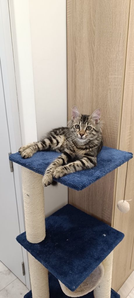 Подарявам котенце