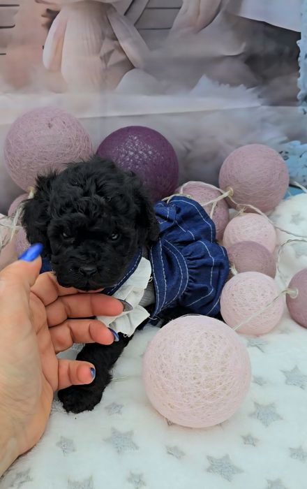 Мини пудел с родословие- 5 поколения назад