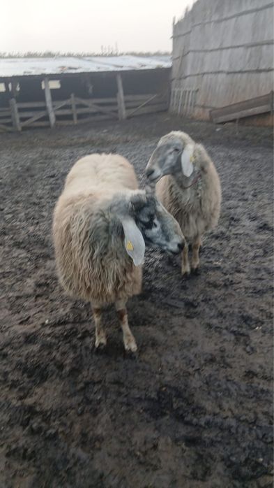 Vând berbecii karakul.