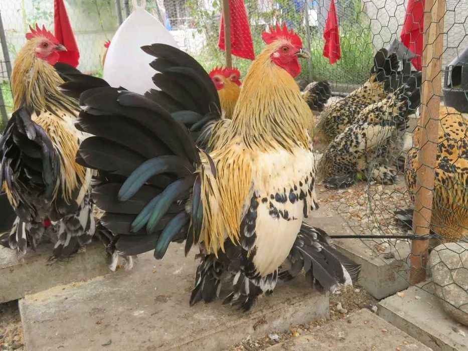 Mii de flori lemon (galben citrin portelan)