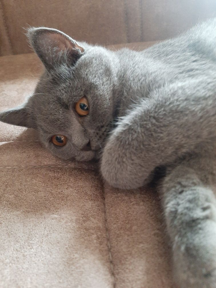 Британский котёнок