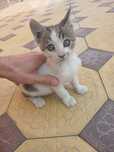 Котятам нужен дом