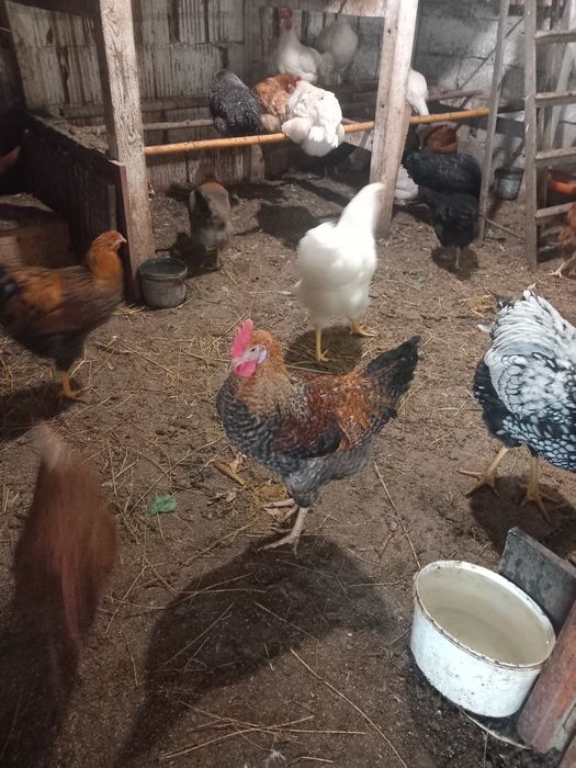 Петли и пуйки и пуяци