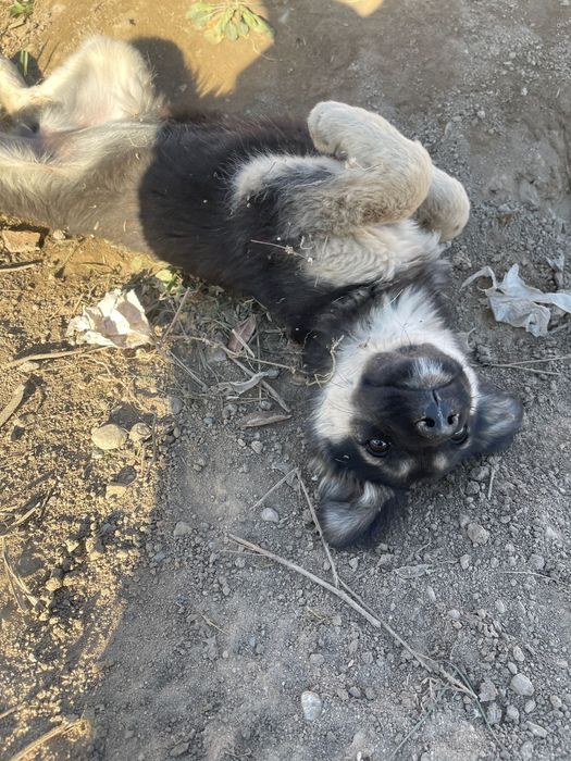 Отдам щенка бесплатно