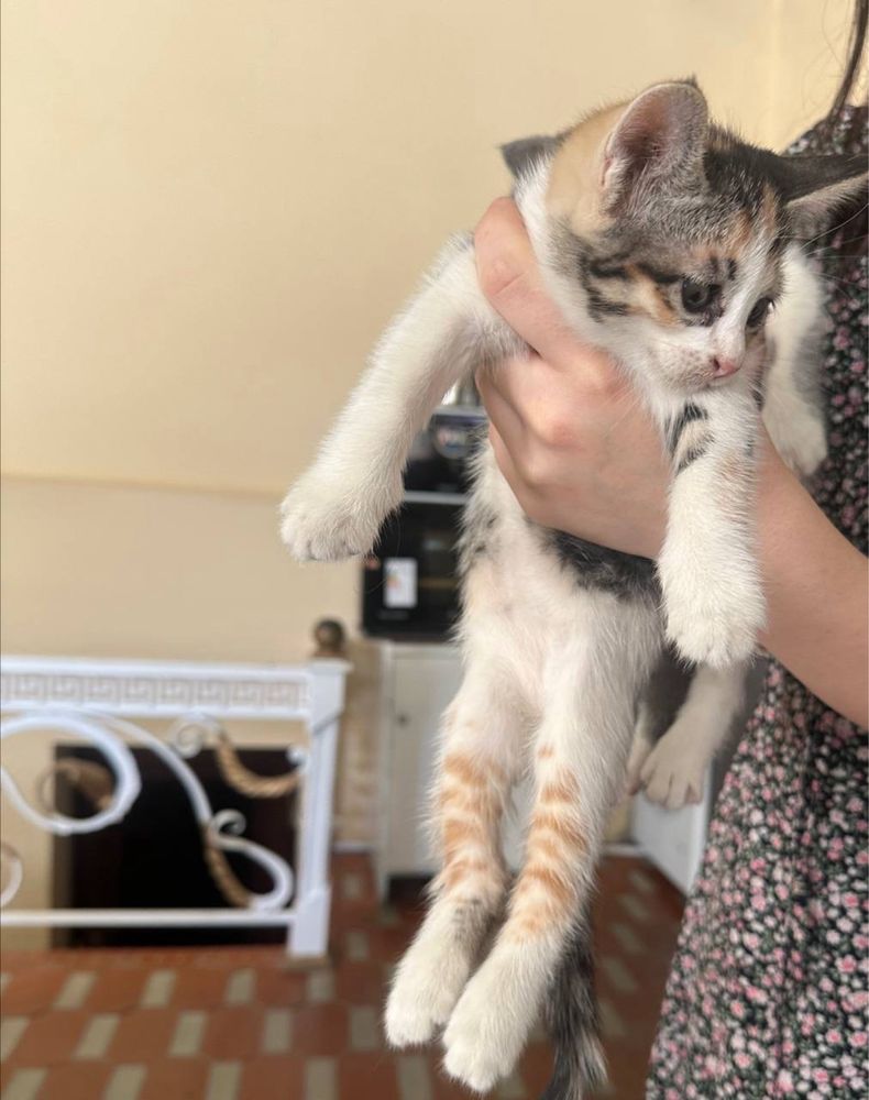 Котята одам даром хорошие руки
