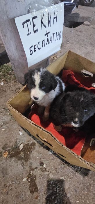 Щенки бесплатно на юнусабаде