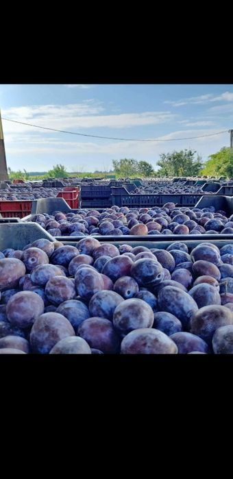 Prune cu preț real de producător din proprie Livadă