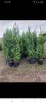 Plante ornamentale
