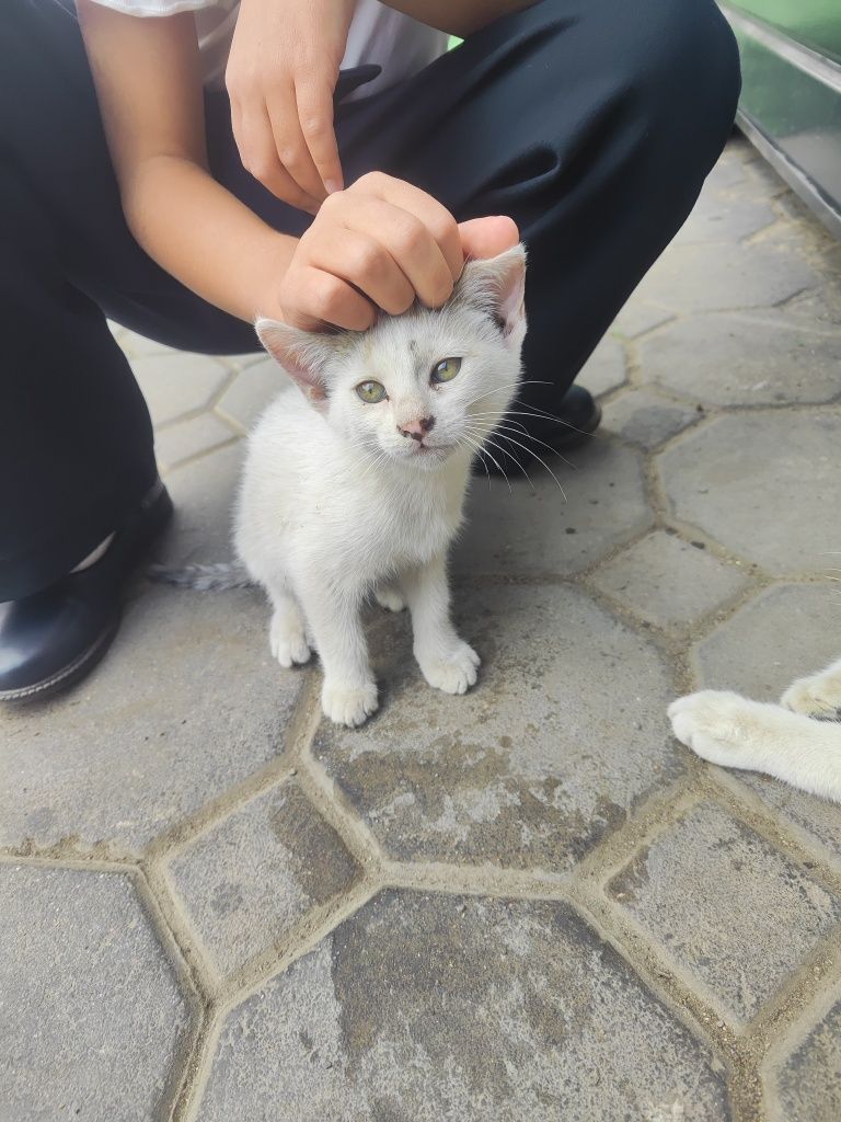 Котята к добрым людям