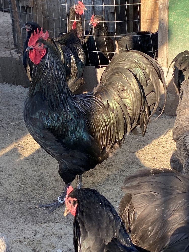 Oua Incubat Australorp