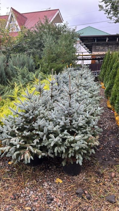 Ель голубои тянь - шанька шренка супер блю зеленые ельи