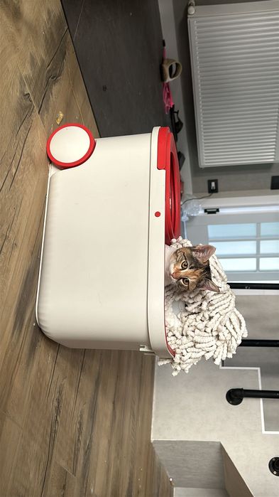 Котята, 4 месяца