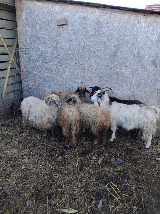 Vând 2 oi 2 mielute de anul asta si 2 capre