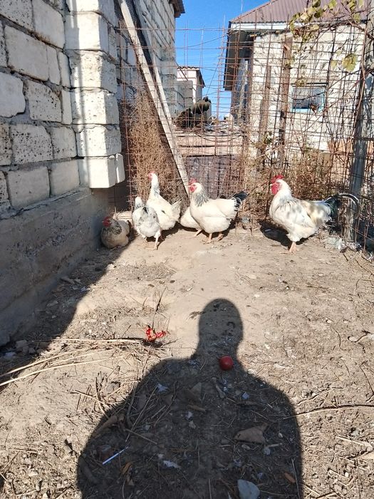 Адлер тауық сатылады