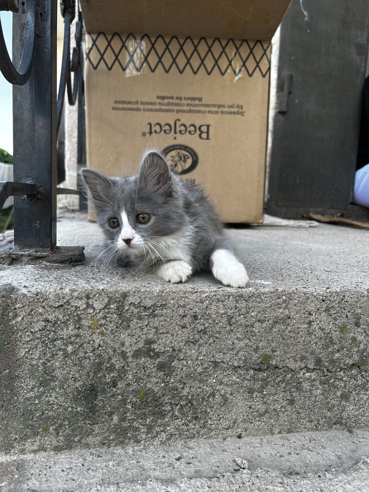 Котенок отдам даром