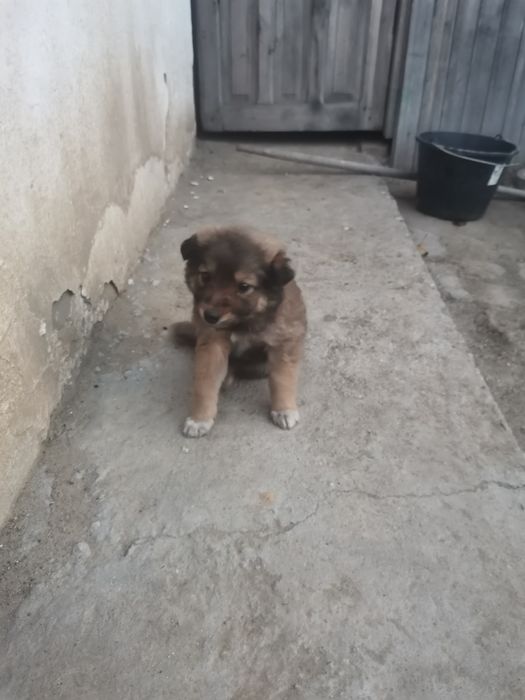 Отдам щенка в хорошие руки