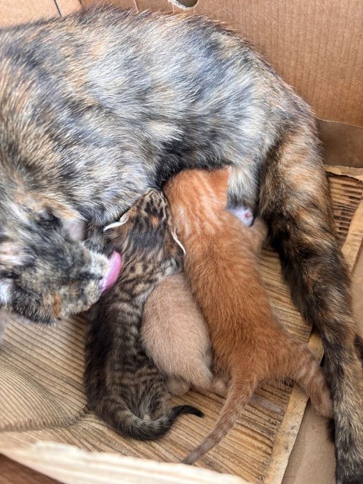 Pisici pentru adopție GRATIS
