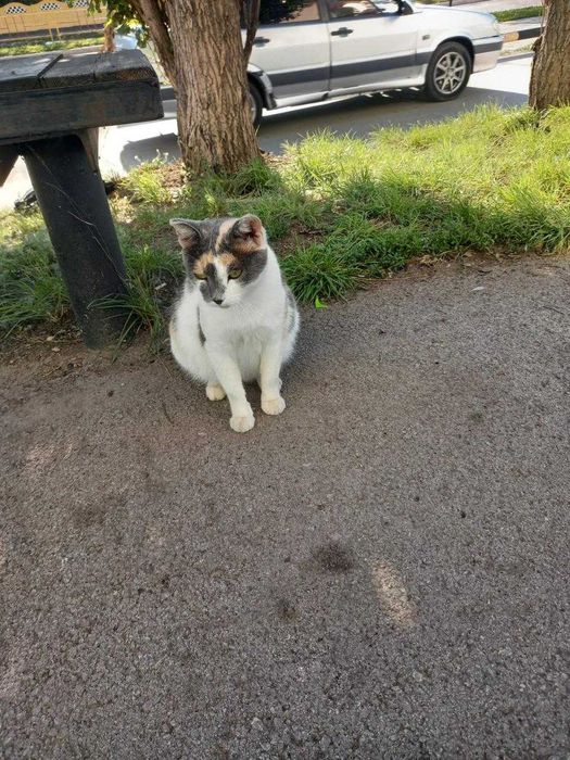 Кошкам нужен дом!