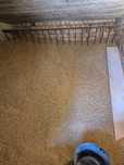 Tritinicale(grâu furajer) de vânzare 1,20 kg