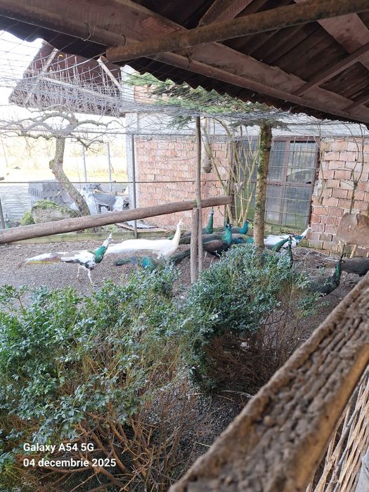 Vand pauni tineret 2024 detalii la telefon