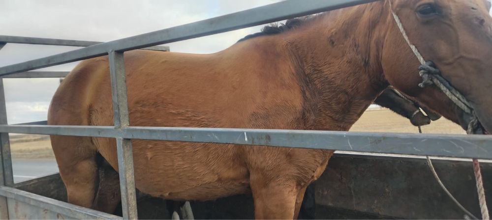 Продаю кобылу шестилетку, жеребую, кобыла хорошая крупная.