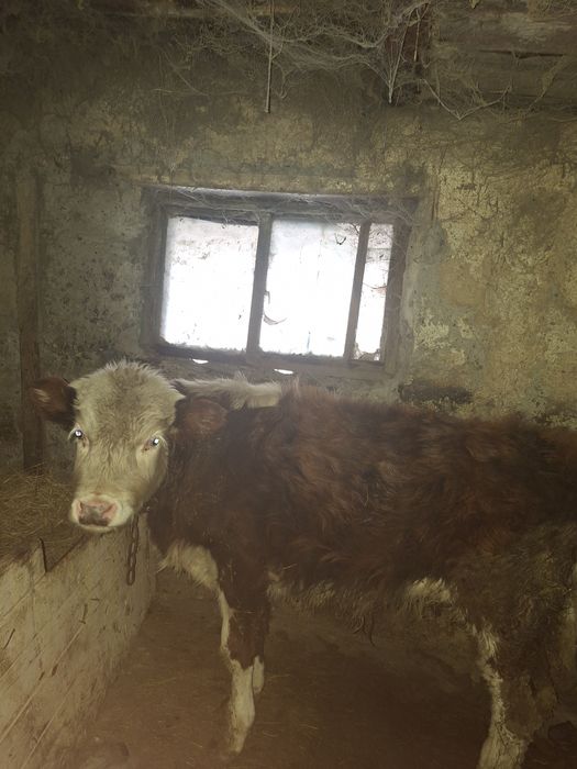 Еркек баспак сатылады 260 000 тг