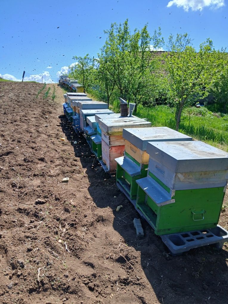 De vânzare 50 de familii de albine,de la 7 la 10 rame cu albină.