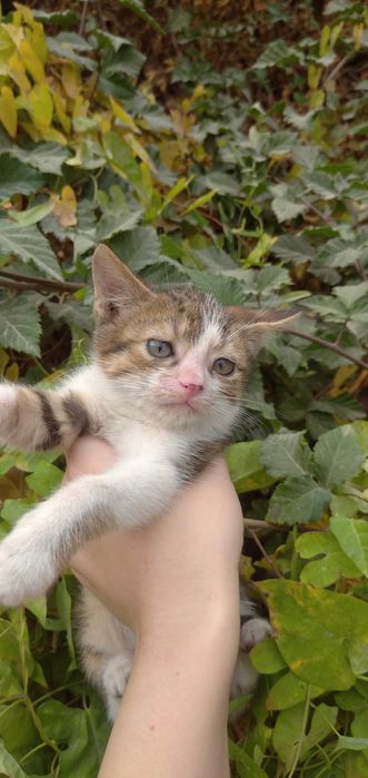 Отдам котёнка в добрые руки — мальчик, ласковый и игривый!