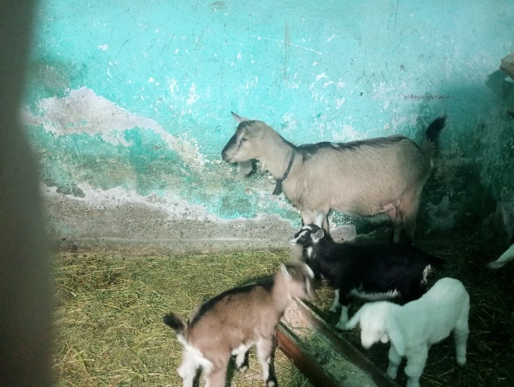 Capre cu iezi și de-a făta