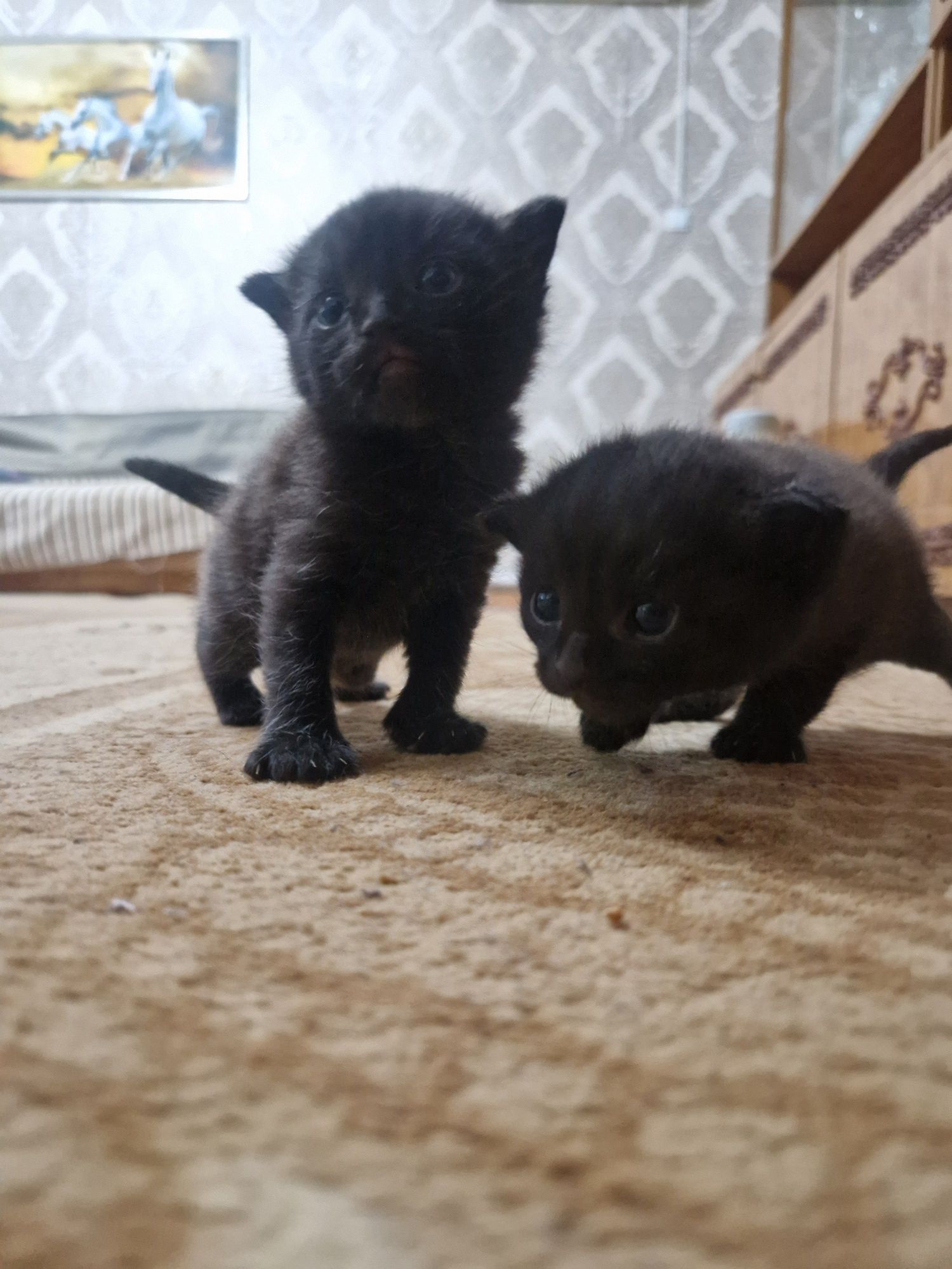 Отдам котят. Бесплатно