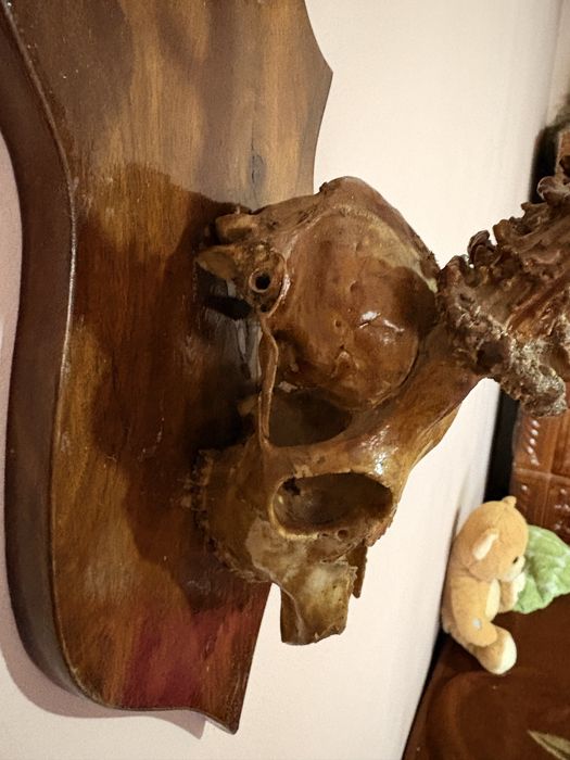 Trofeu de țap de munte  cu capul intreg