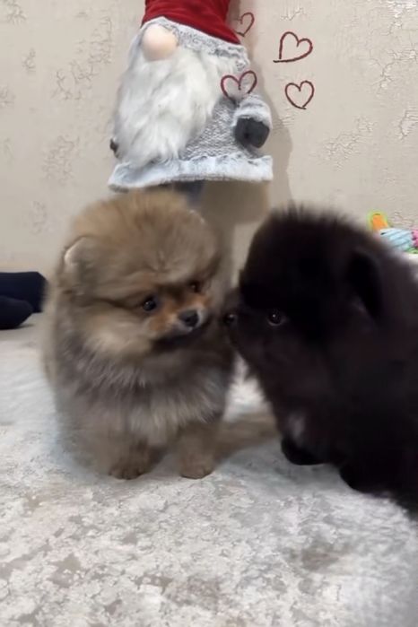 Померан мини мъжко и женско