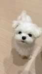 Bichon Maltese  F