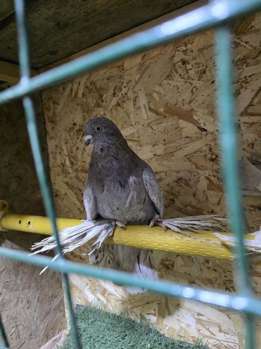 Продаются лётные и игровые голуби отличного качества.