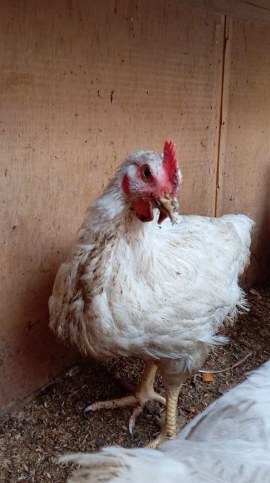 Бролер сотилади табий бокилган!