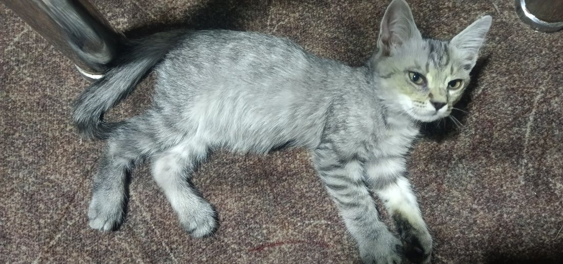 Котята отдам в хорошие руки, mushuk bolalari ishonchli qollarga berila