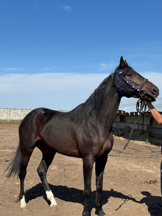 Продам жеребца чистокровного