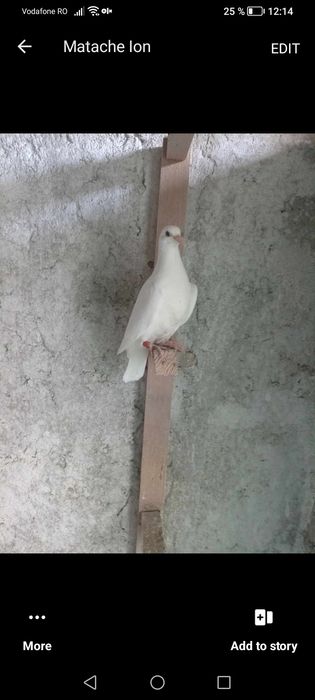 Voiajori albi.Pui de anul acesta.