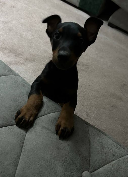 Продоётся щенок доберман