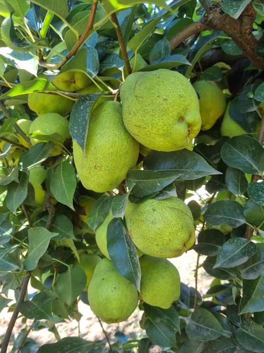 Pomi fructiferi altoiti