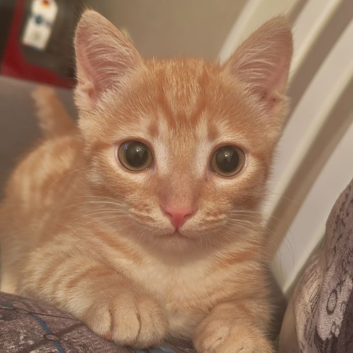 Котёнок 2.5 месяца