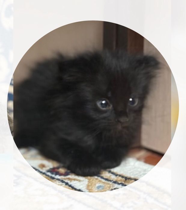 Отдам котенка в добрые руки