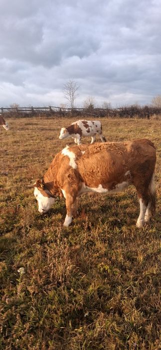 Juninci BR de vânzare